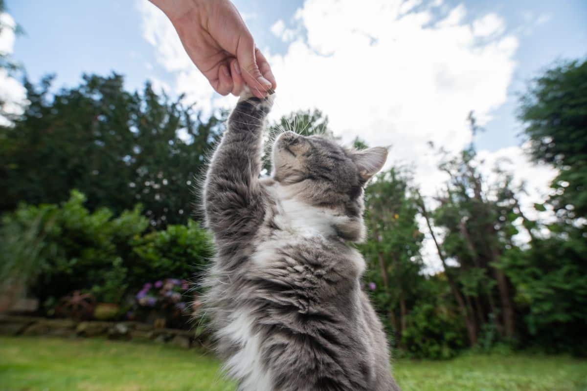 A human hand touching a paw of gray maine coon cat.