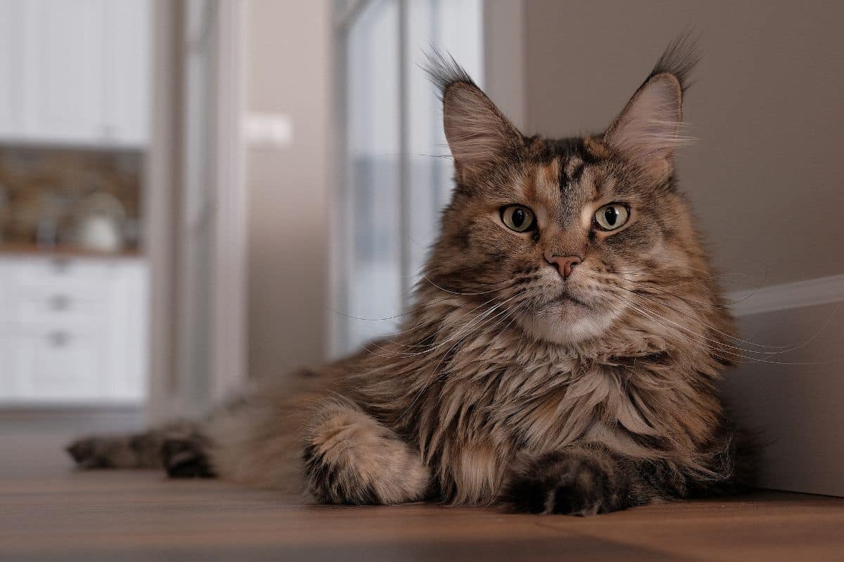 A tabby fluffy maine coon lying on a floor.