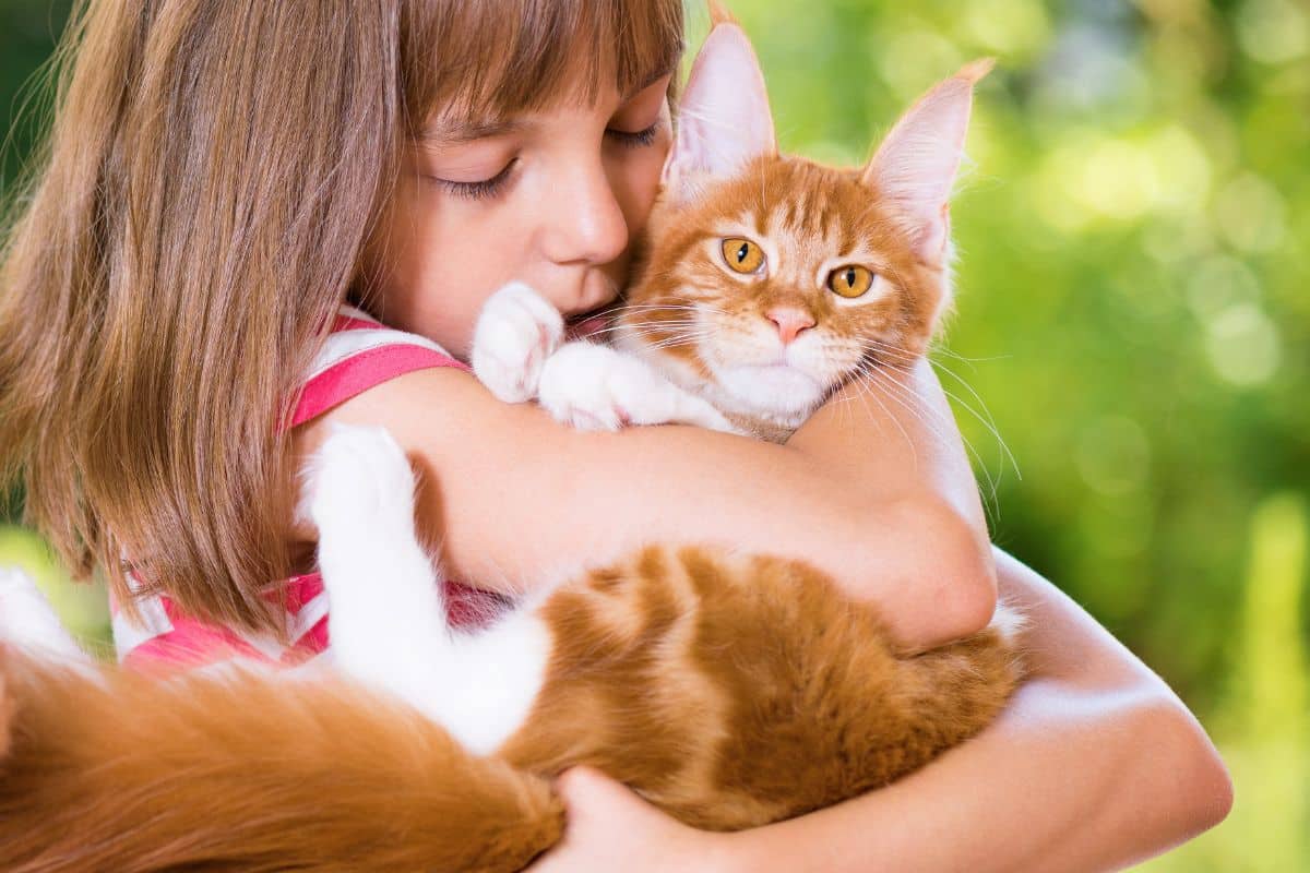 A young kid hugging a ginger maine coon.