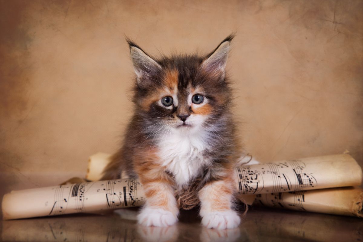 A ginger-brown fluffy maine coon kitten sitting on rolled paper sheets.