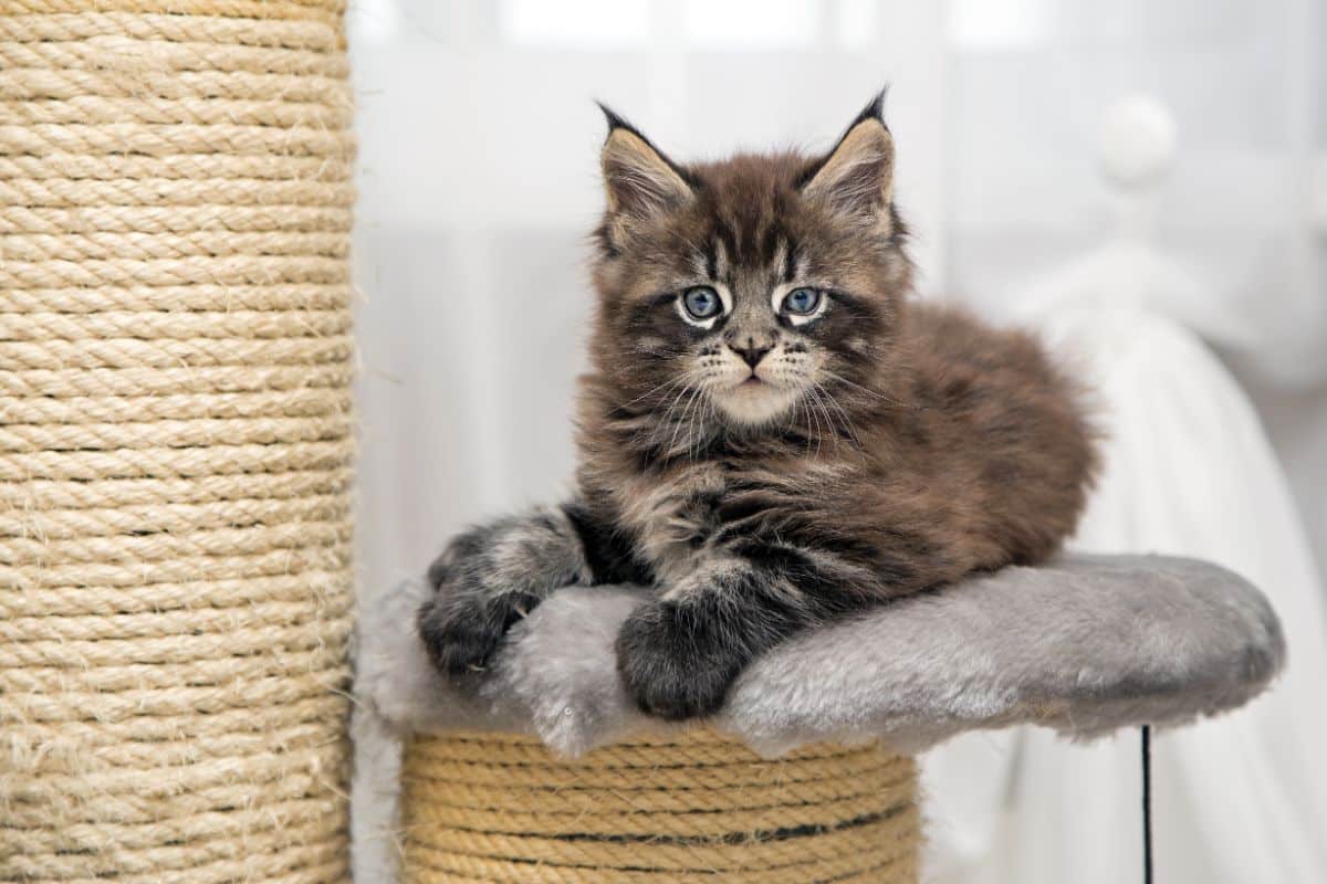 A gray maine coon cat sitting on a cat tree.