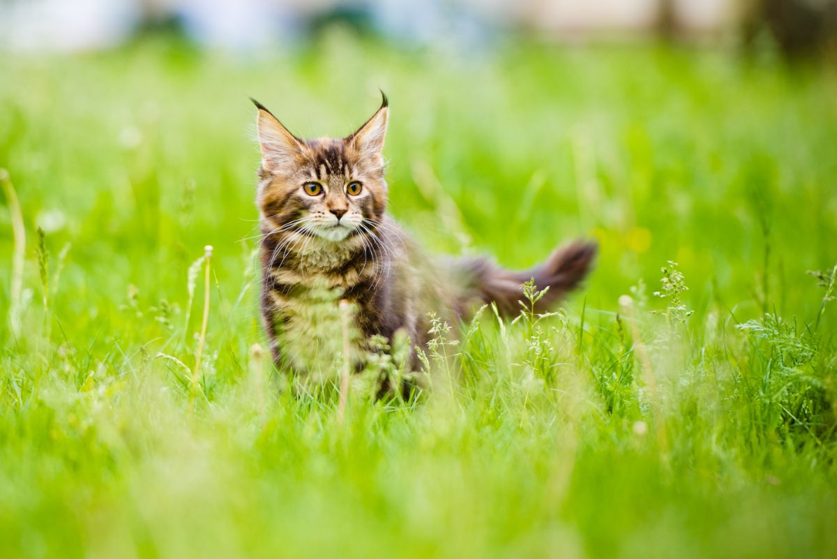 A brown maine coon kitten standing on a meadow.