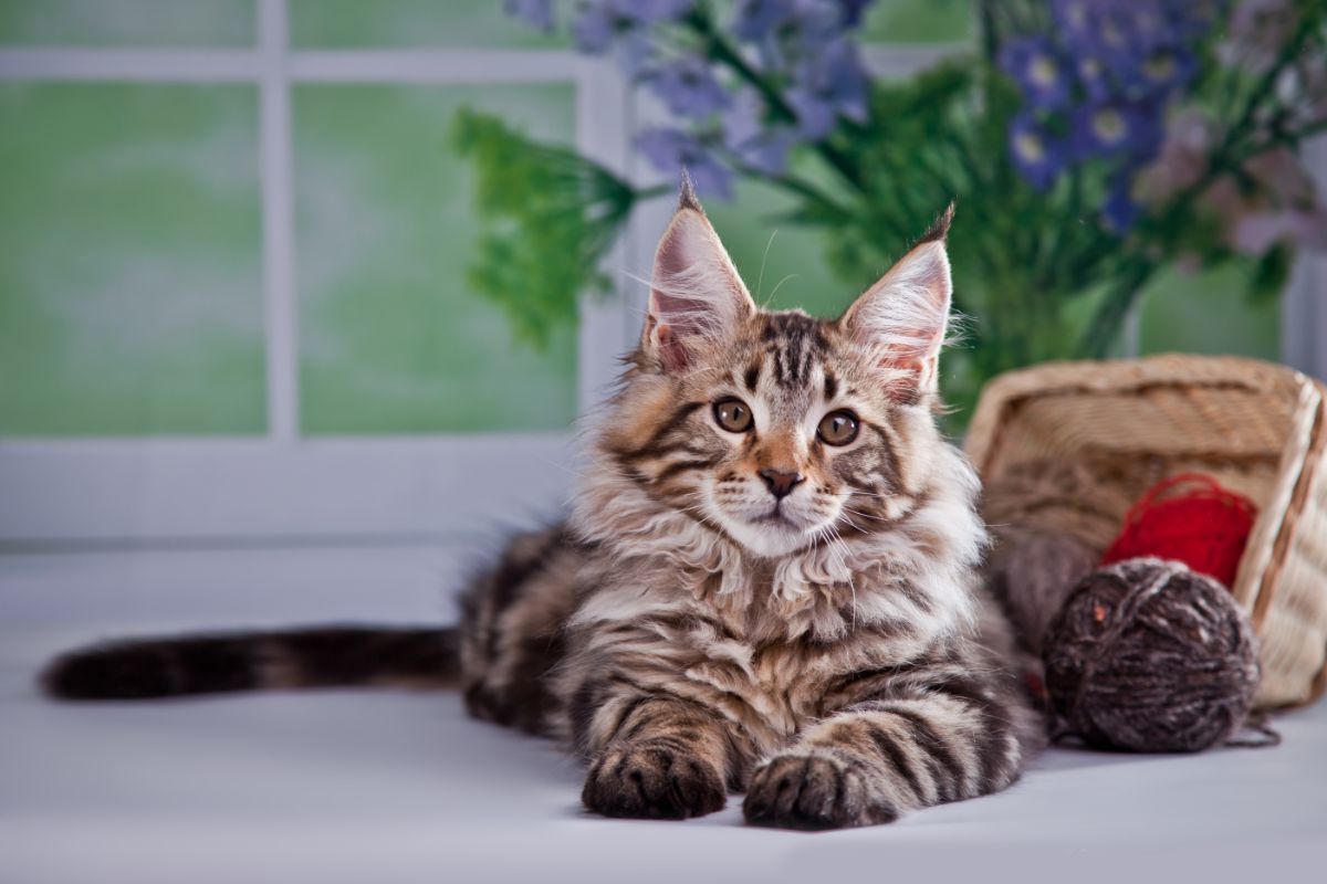 A brown maine coon kitten lying next to yarn bowl.