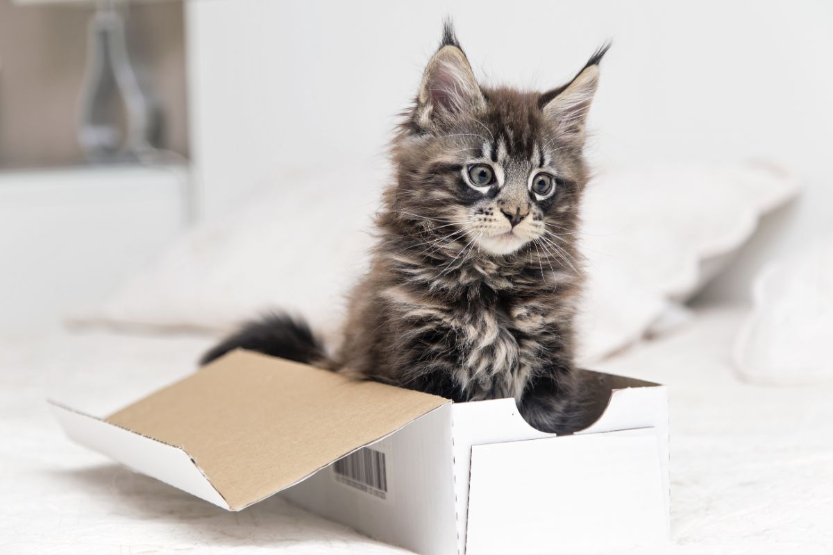 A gray maine coon kitten standing in a cardboard box.