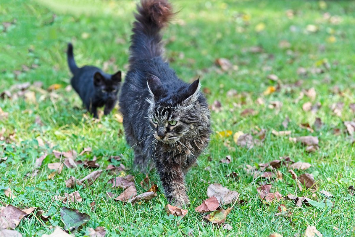 A black maine coon with a black kittten walking on meadow with fallen leaves.