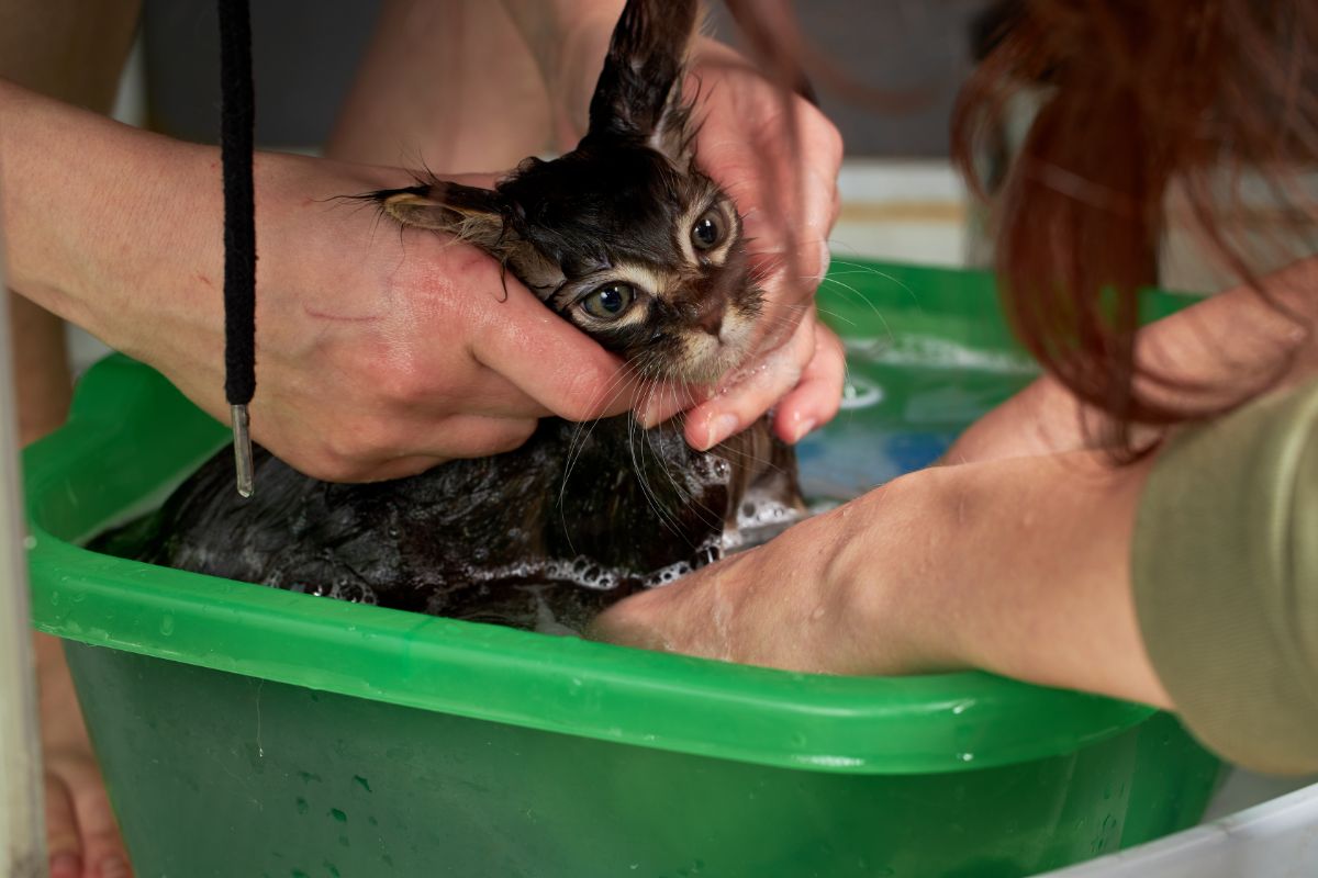 Two humans bathing a maine coon kitten in a plastic tub.