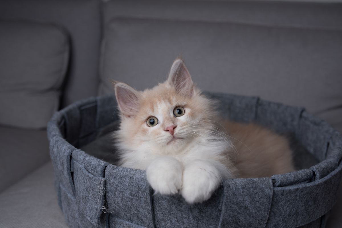 A cute fluffy maine coon kitten lying in a cat bed.