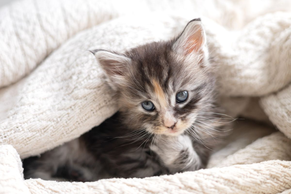 A cute gray maine coon kitten lying in a bed.