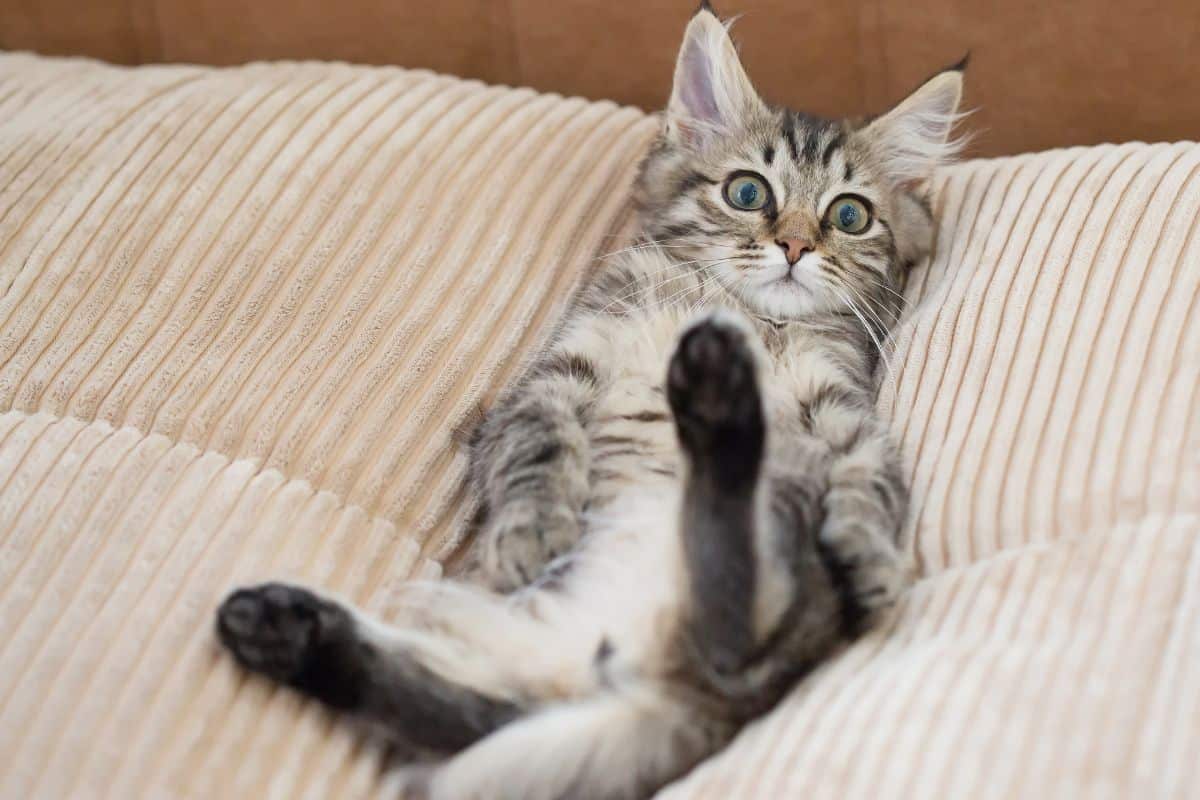 A cute looking main ecoon kitten lying on a mattress.