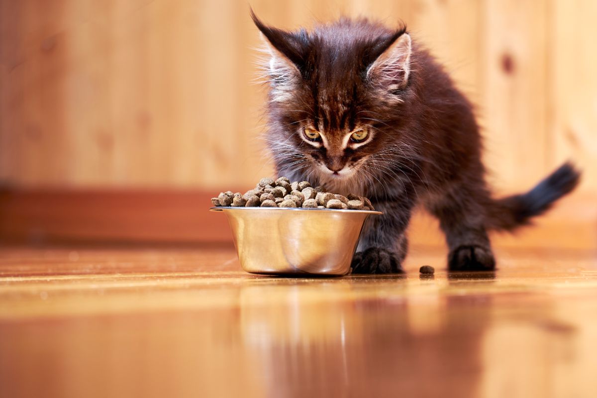 A black maine coon kitten eating a food from a bowl on a floor.