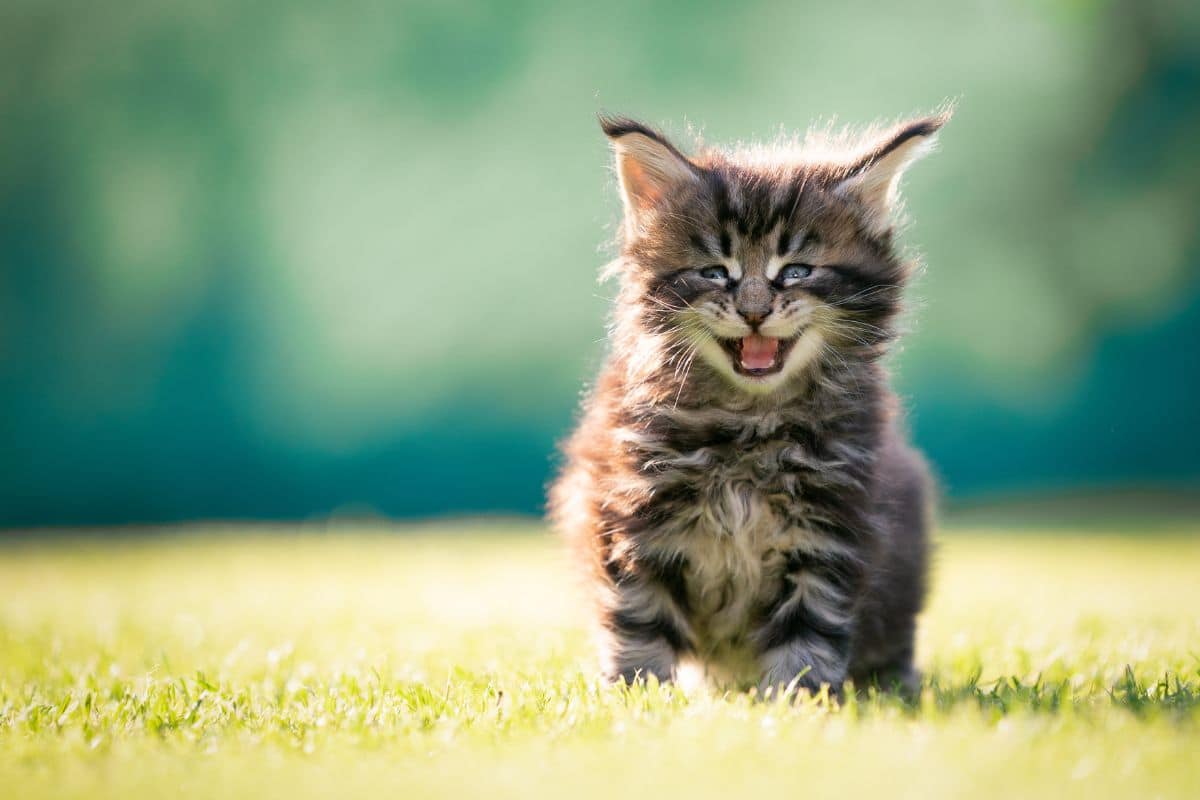 A brown maine coon kitten meawing on green grass on a sunny day.