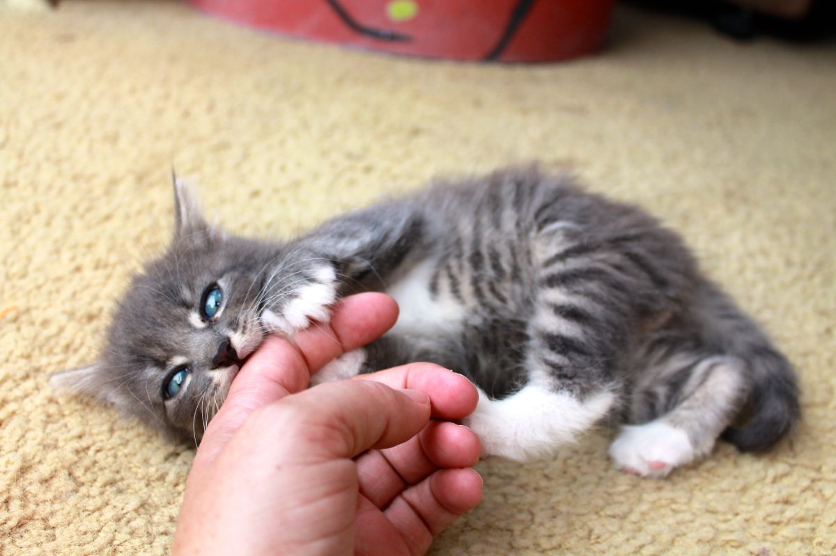 A tiny gray maine coon kitten biting a human finger.