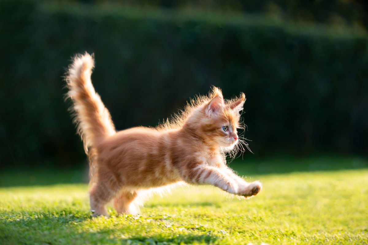 A cute ginger maine coon kitten jumping on a green grass on a sunny day.