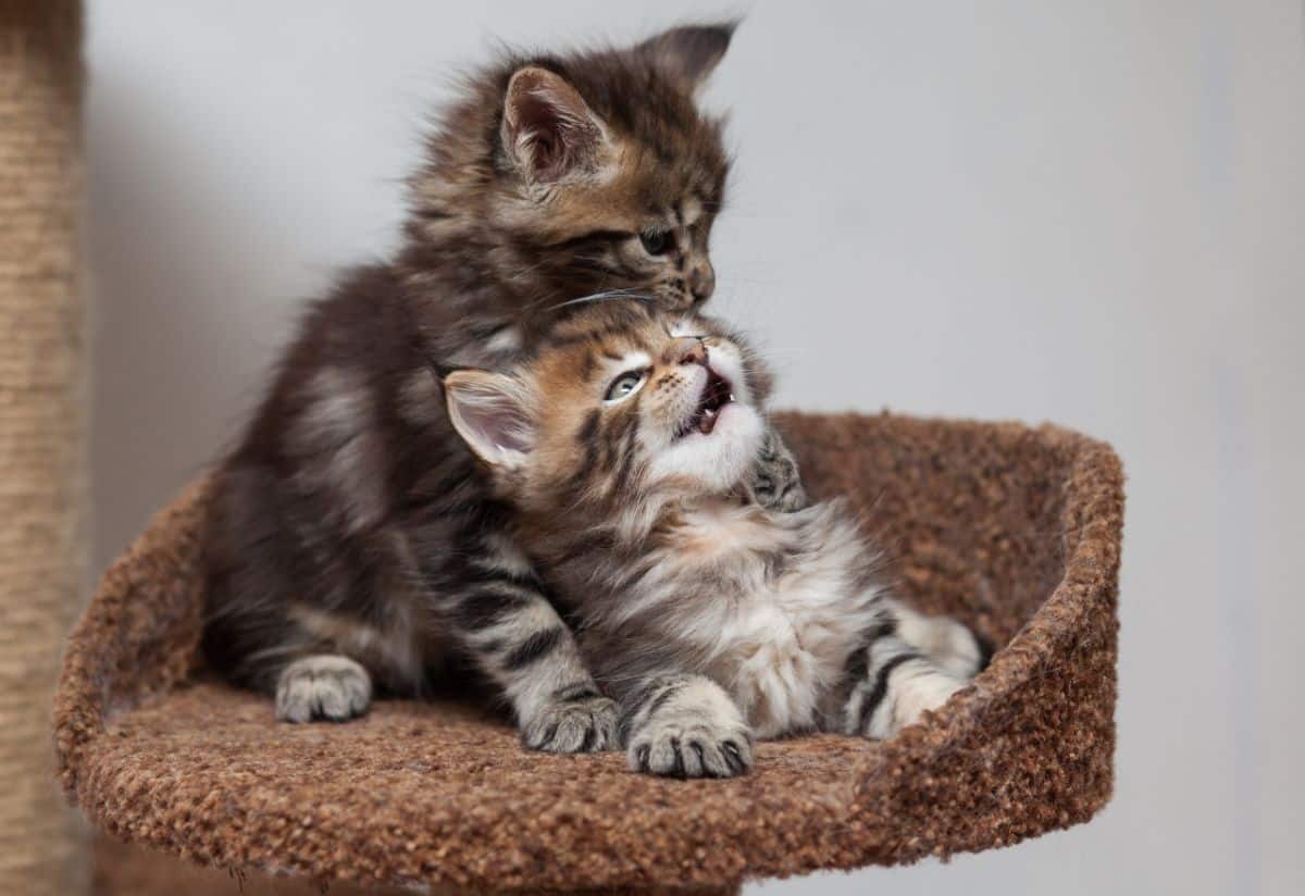 Two adorable maine coon kittens playing together.