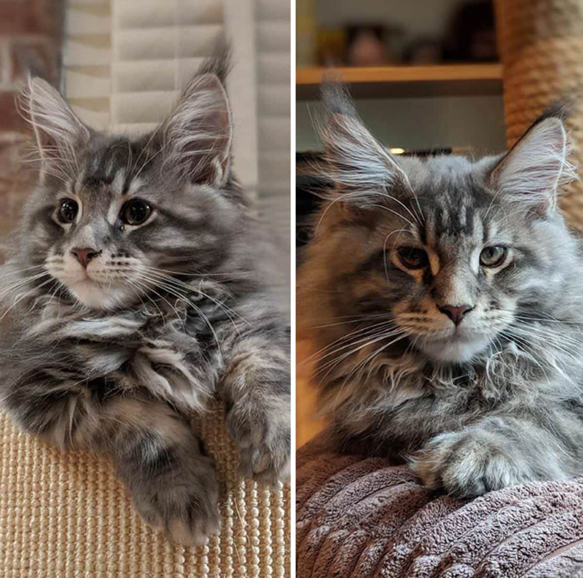 Two images of a gray maine coon.