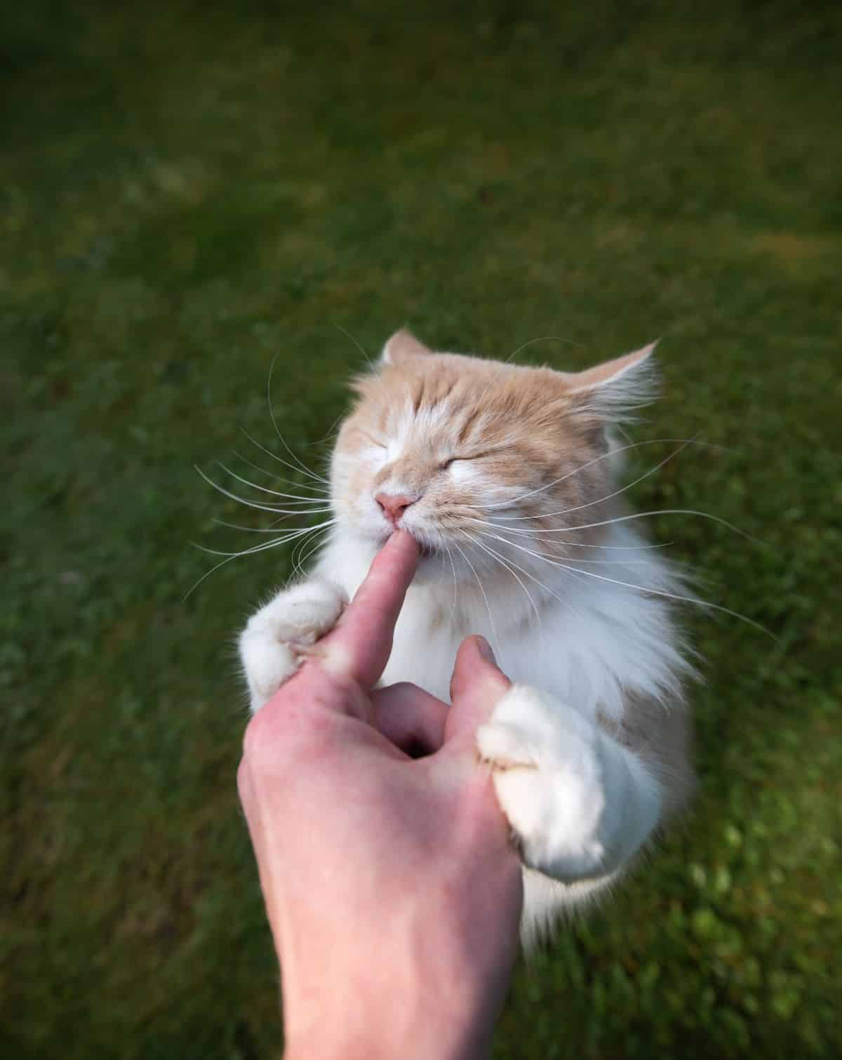 A ginger-white maine coon holding and licking a finger.