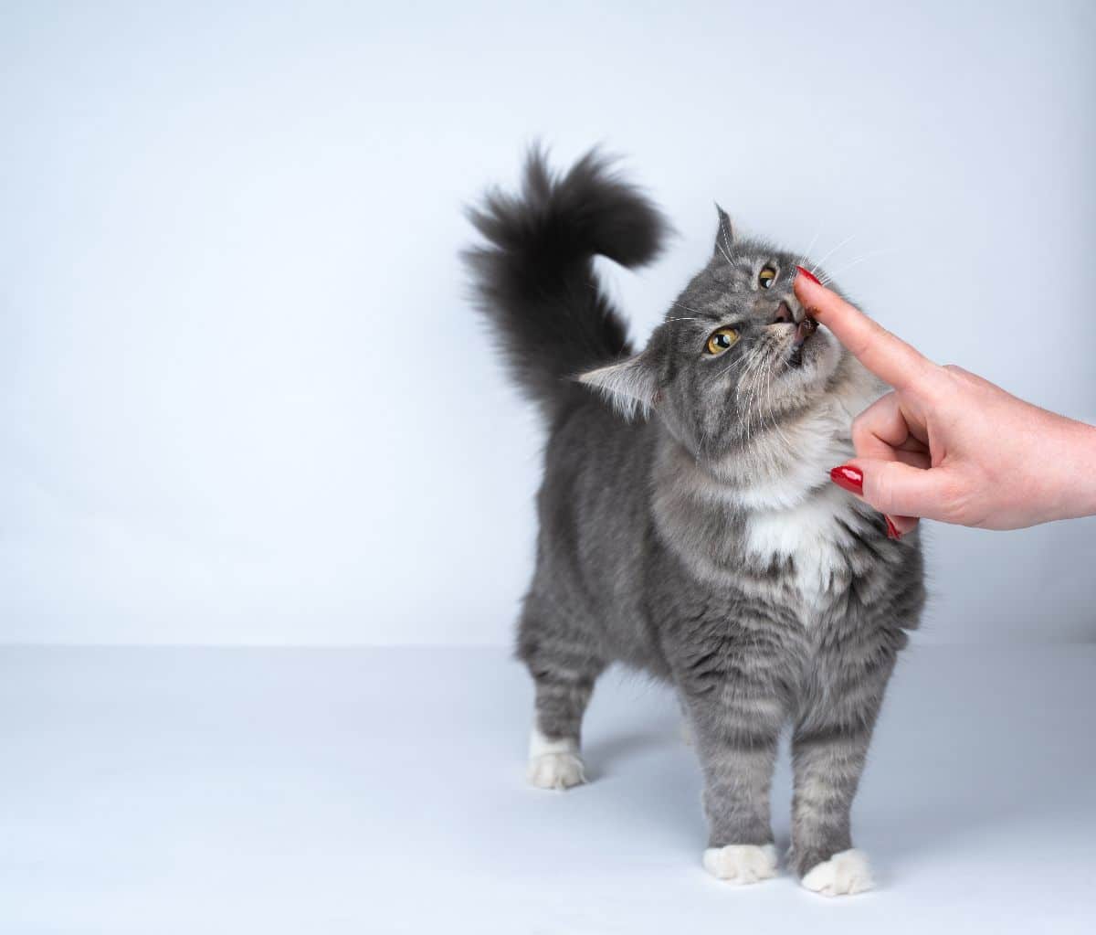 A blue tabby maine coon licking a finger.