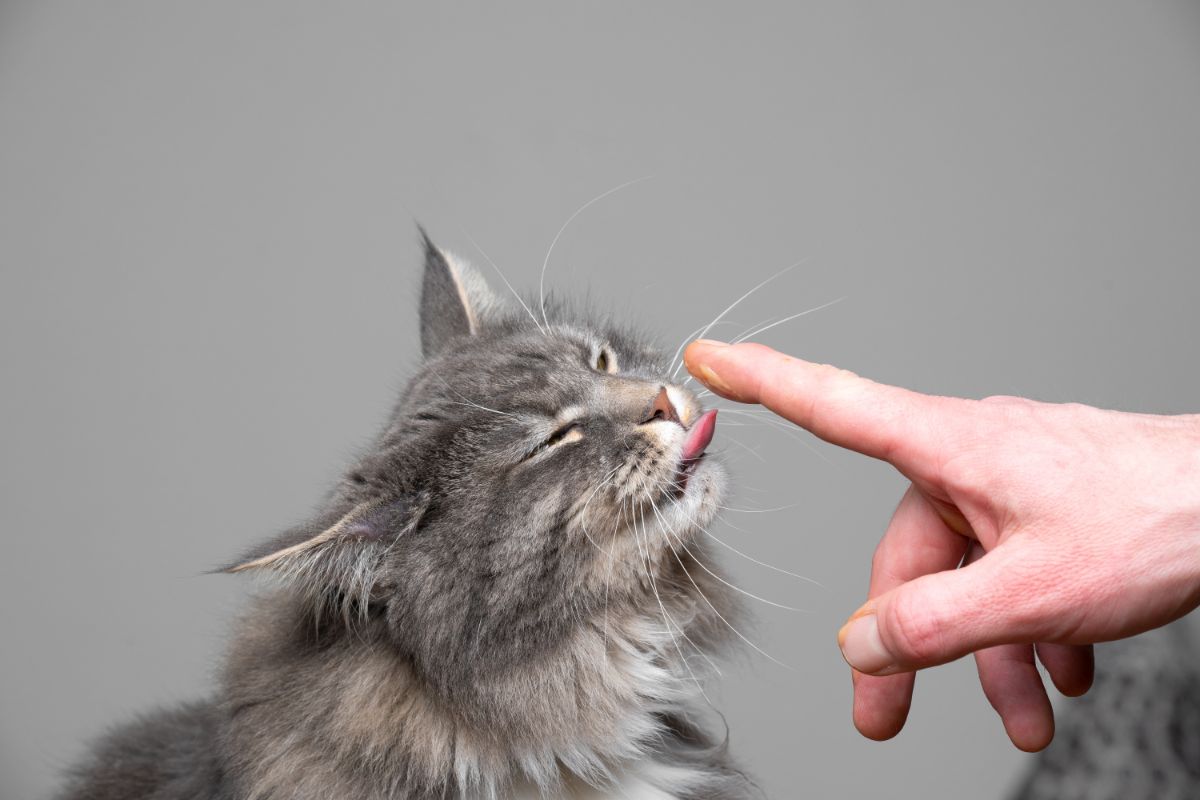 A gray fluffy maine coon licking a finger.