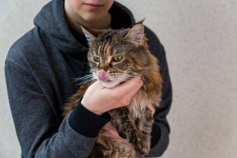 11 Reasons Why Maine Coon Cats Lick You