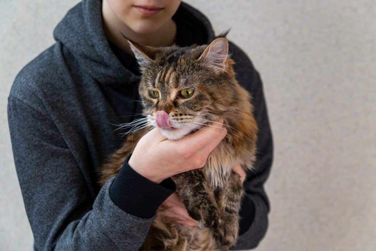 A human holding a brown fluffy maine coon with tongue out.