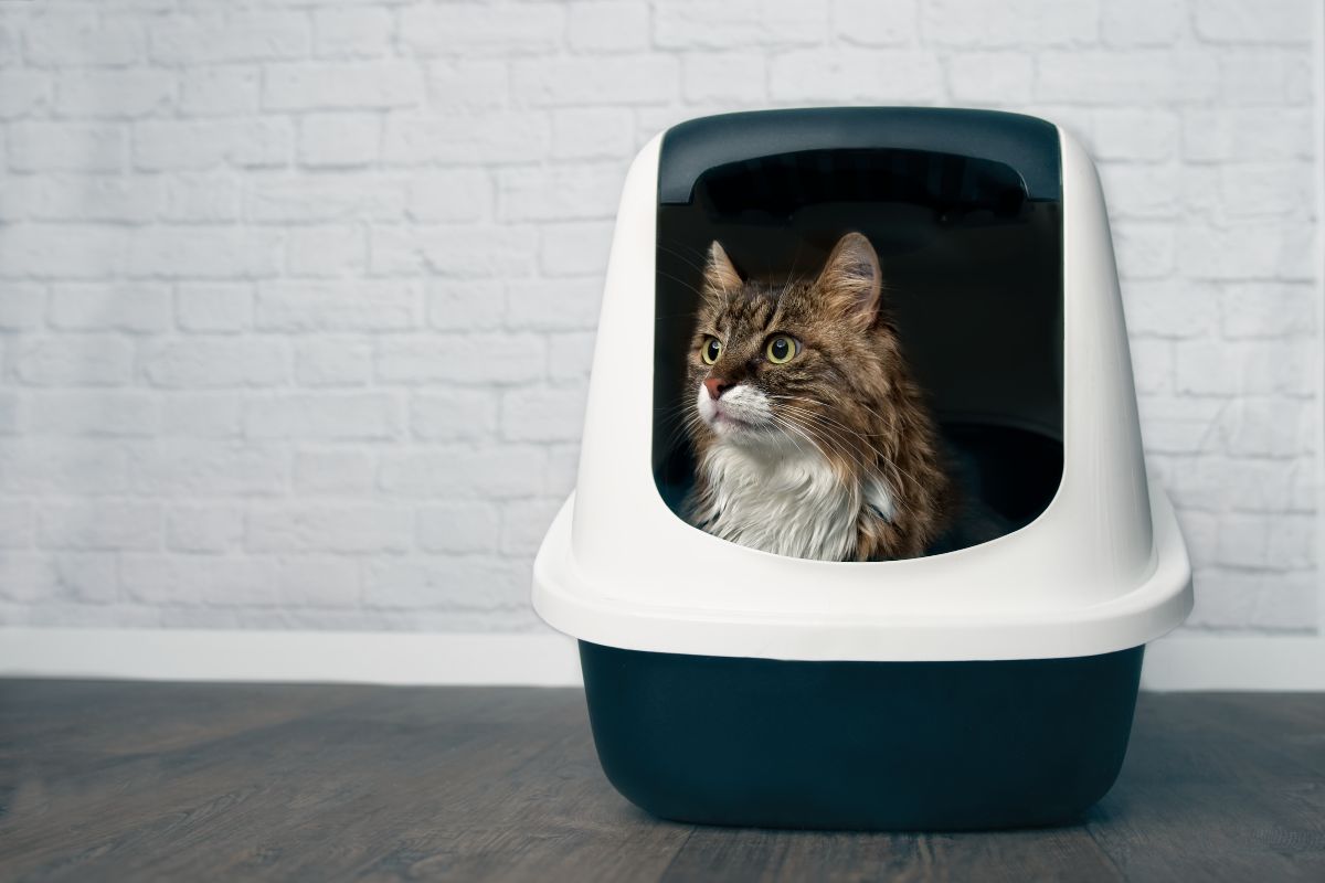 A tabby maine coon in a litter box.