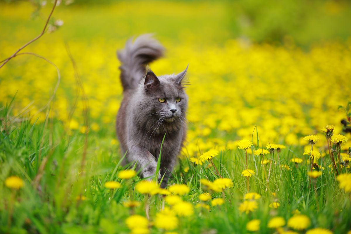 A gray fluffy maine coon cat walking on a meadow with blooming dandelions.