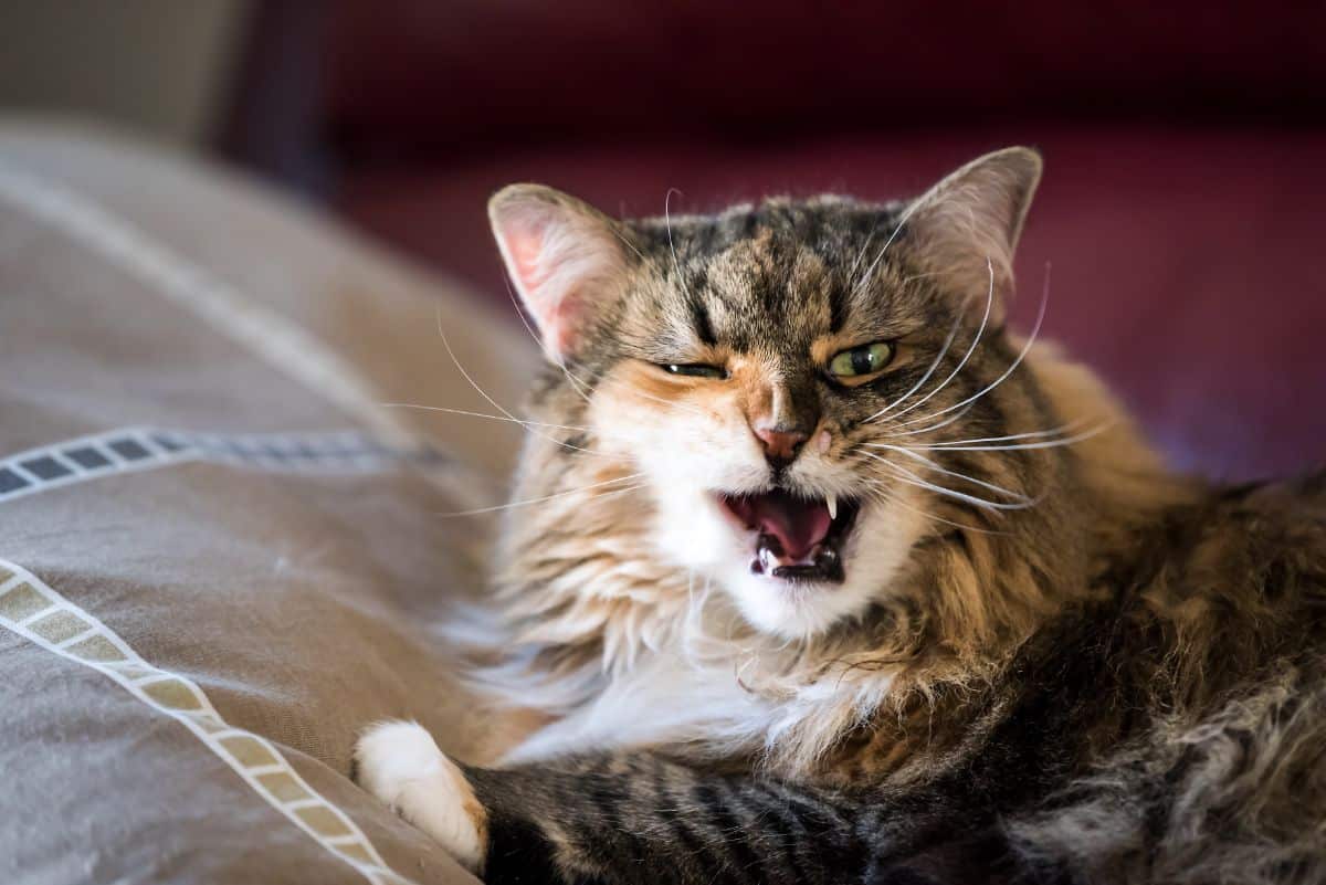 A funny-looking maine coon cat meows.