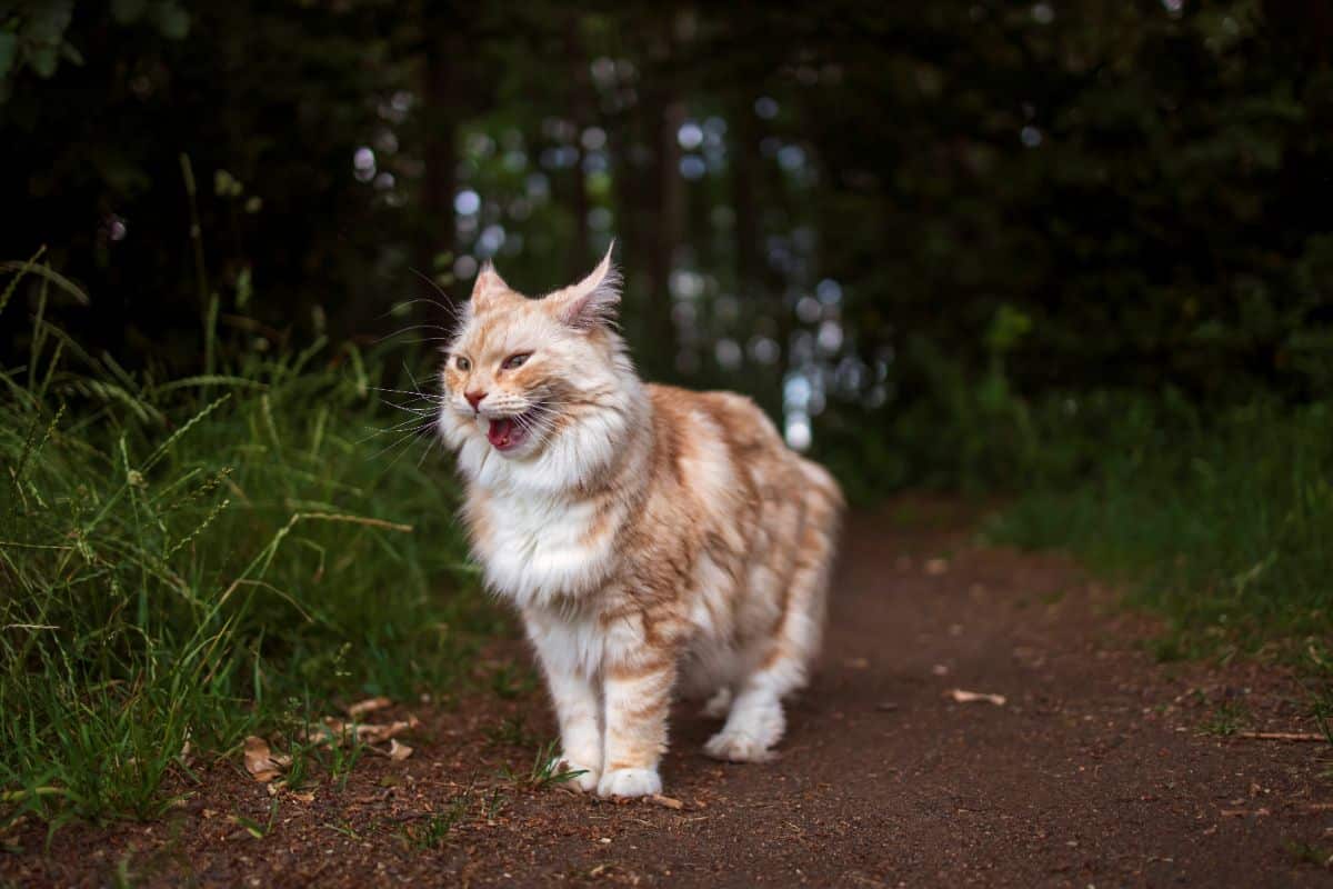 A big ginger maine coon in nature meows.