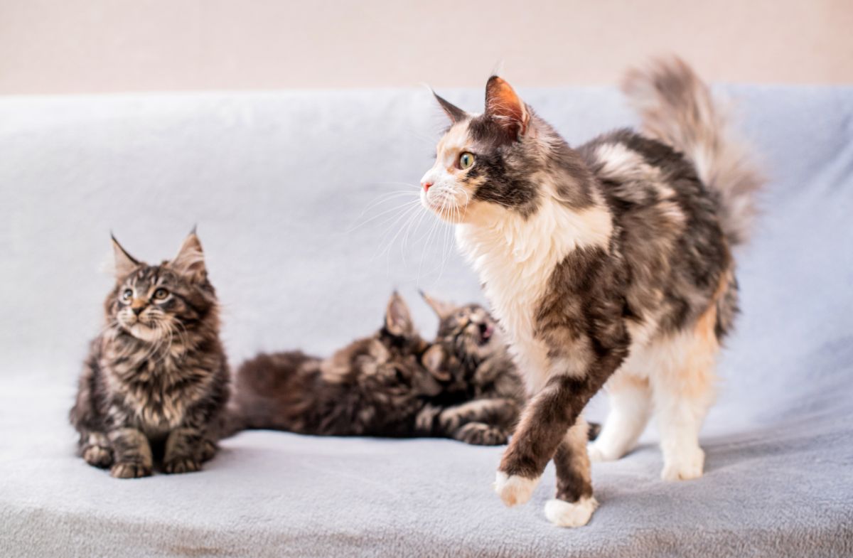 Maine coon cat and maine coon kitten on a sofa.