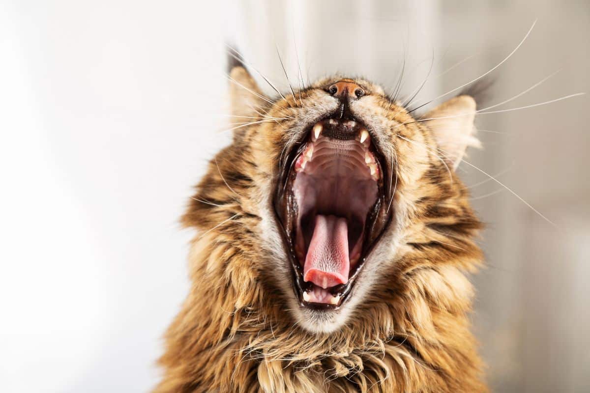 A brown maine coon with open mouth.