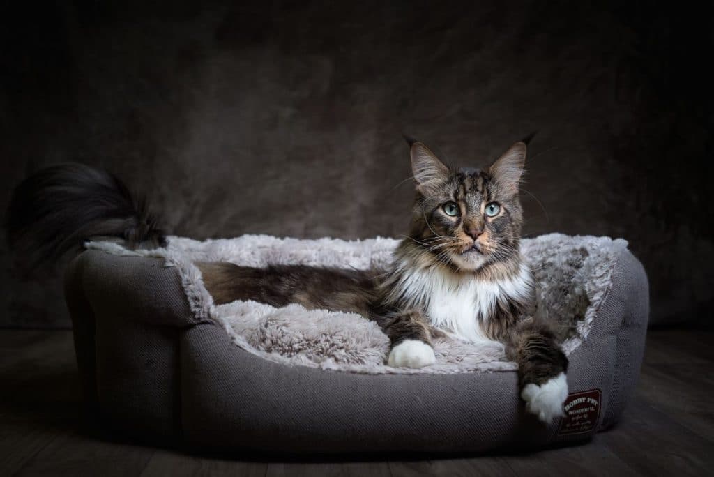 why-do-maine-coon-cats-cry-at-night-7-possible-reasons-mainecoon