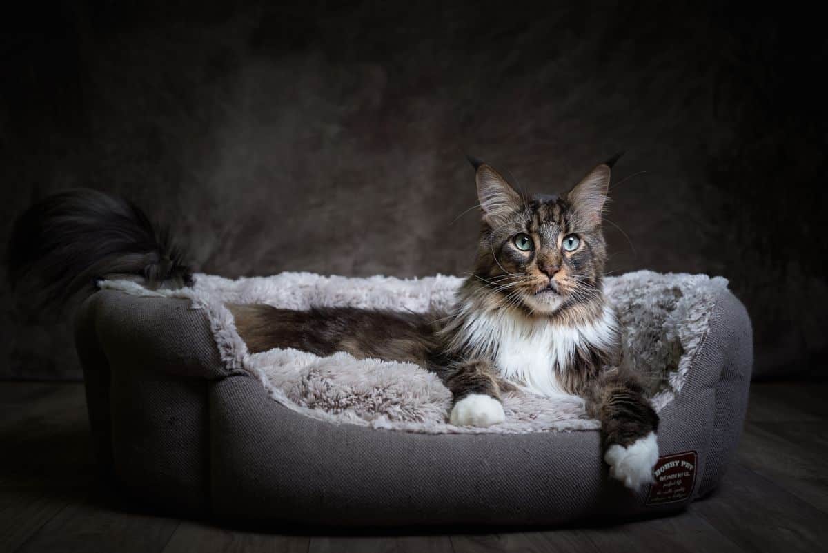 A brown maine coon lying in a cat bed at night.