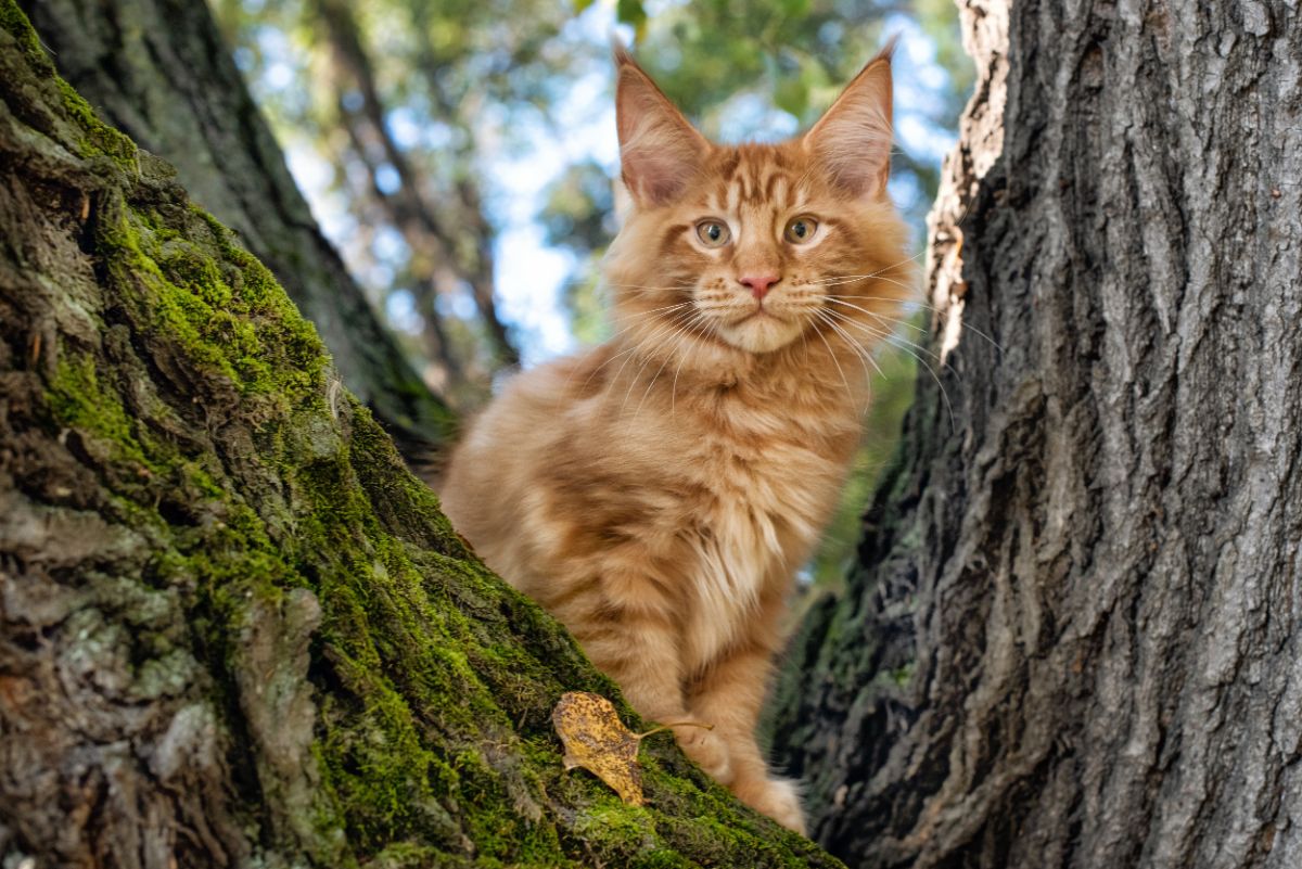 A big ginger maine coon cat sitting on a tree.