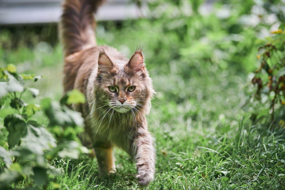 A big brown maine coon cat walking in a backyard.