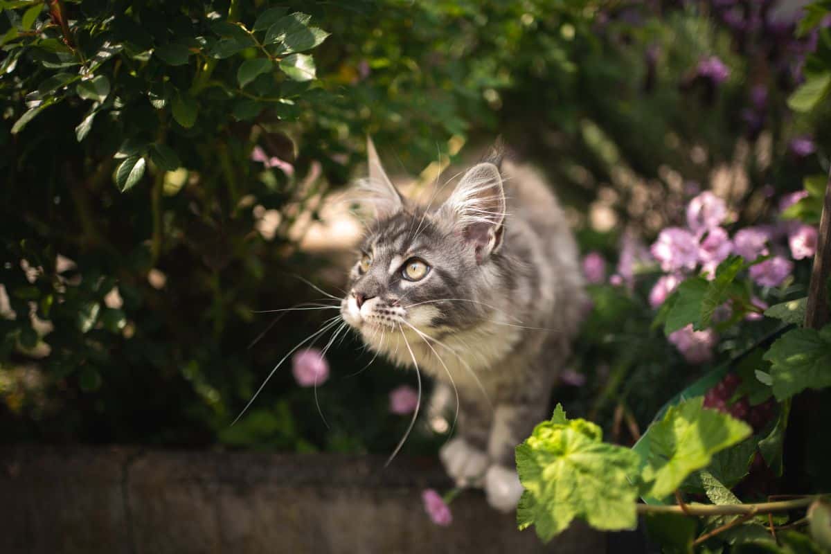 A gray maine coon wandering in a flower garden.