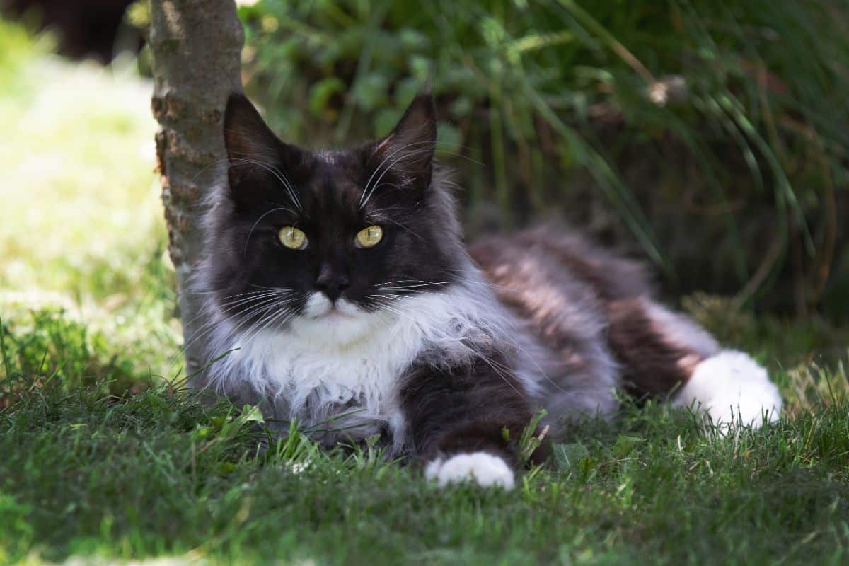 A tuxedo fluffy maine coon lying on green grass under a shade.