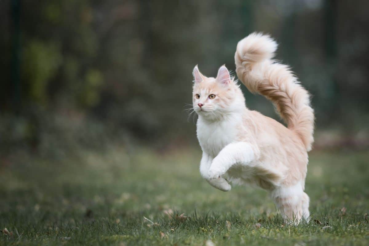 A ginger maine coon kitten playing on a meadow.