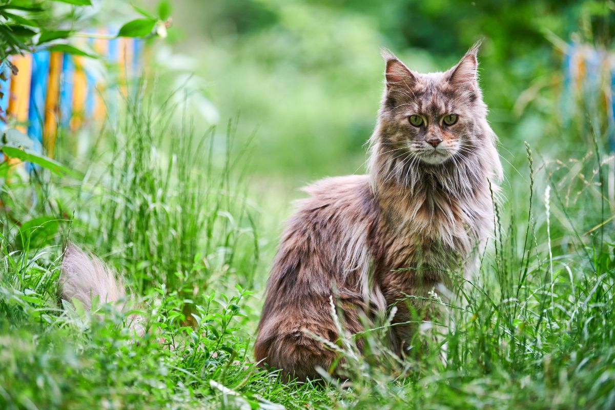 A brown maine coon cat sitting in a backyard tall grass.