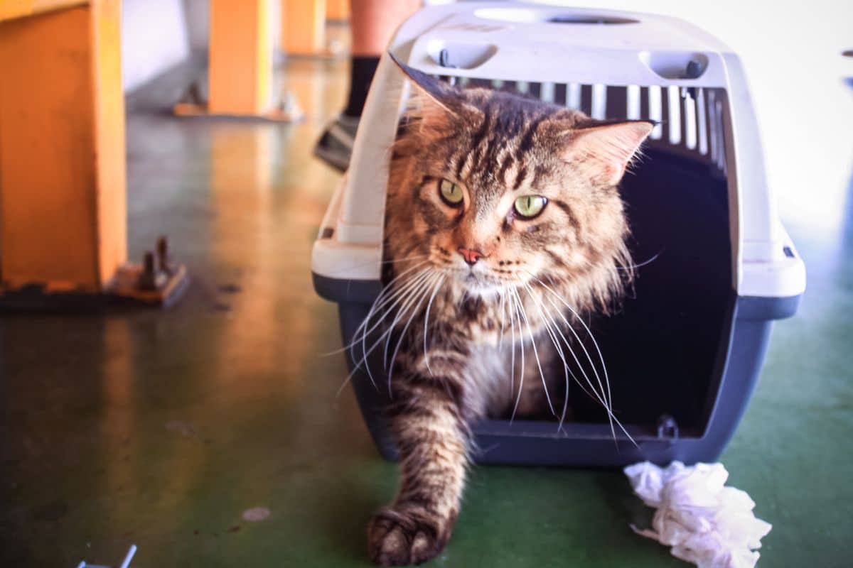 A tabby fluffy maine coon coming out of a pet carrier.