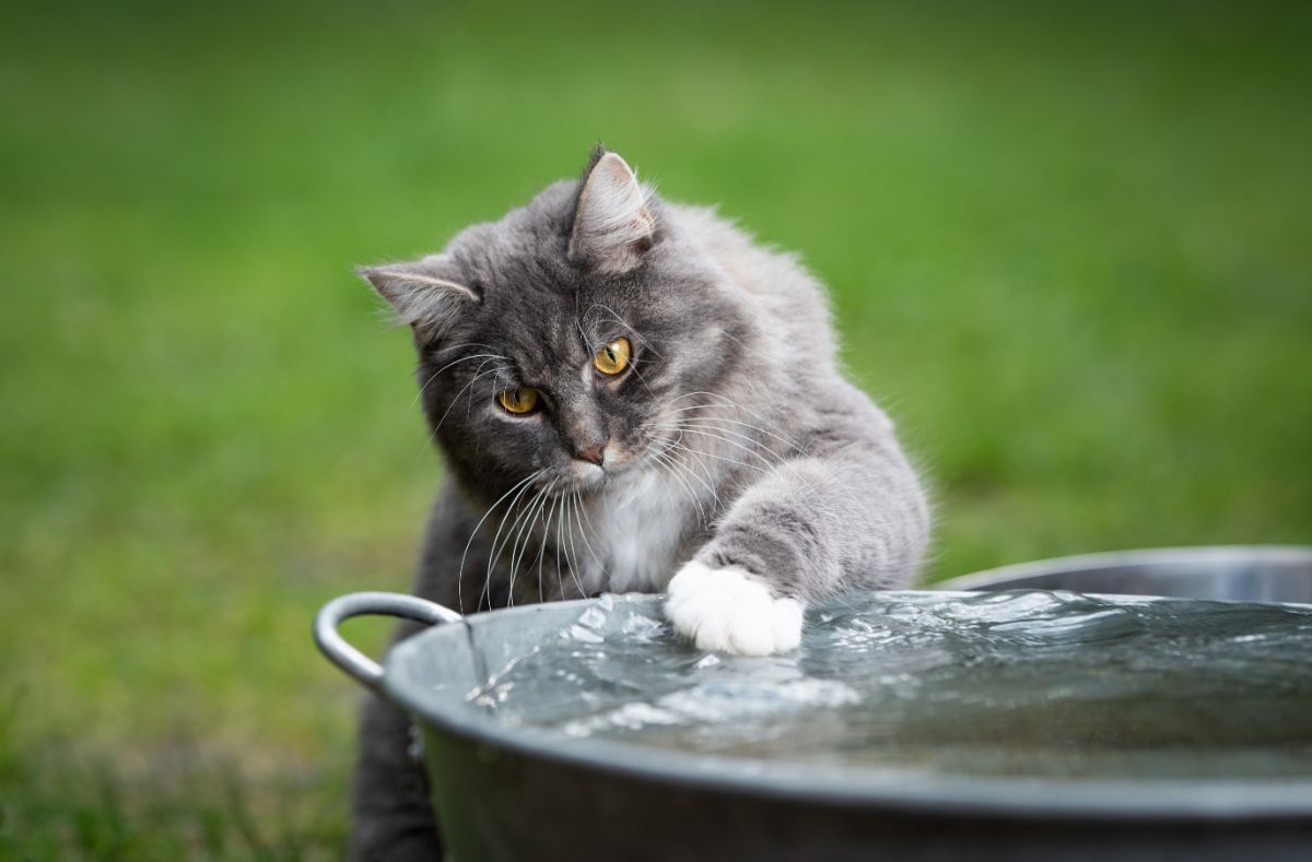 A gray maine coon playing with water in a metal container.