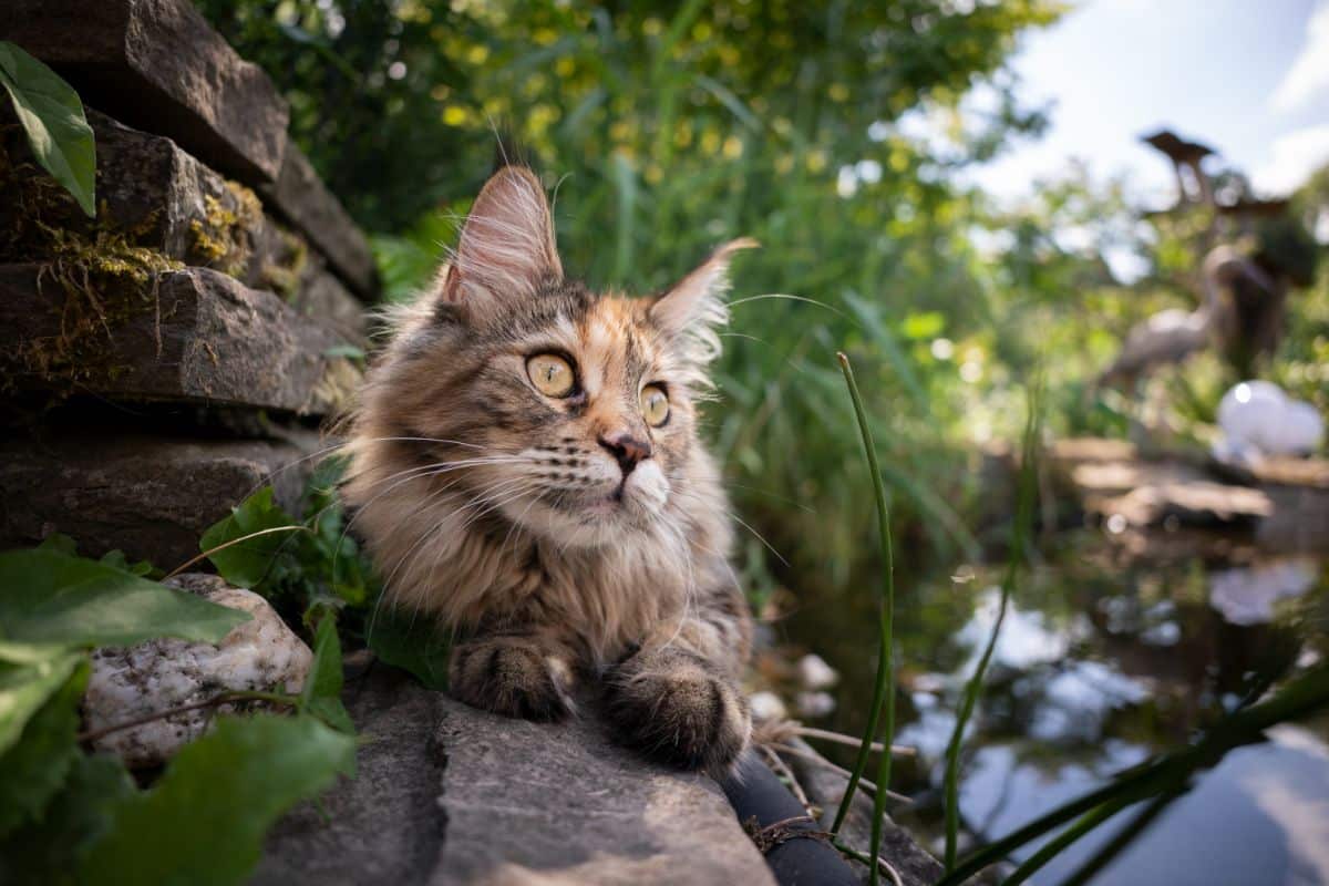 A brown maine coon lying near a pond.