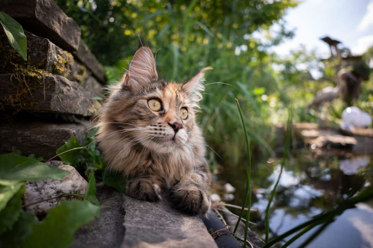 Do Maine Coon Cats Like To Go On Walks