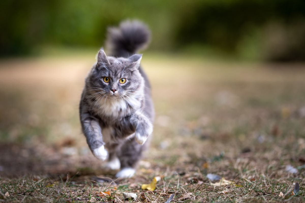 A fluffy gray maine coon cat running towards camera.