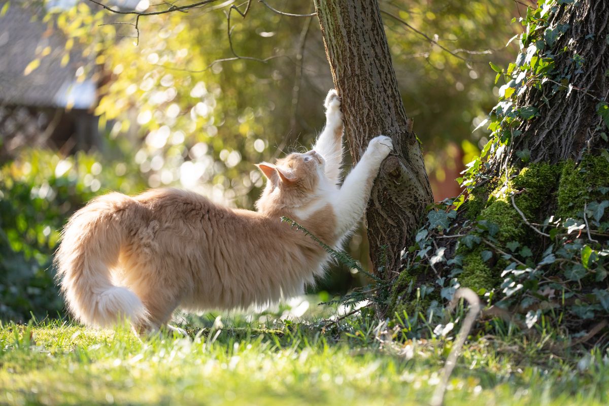 A ginger maine coon scratching a tree.