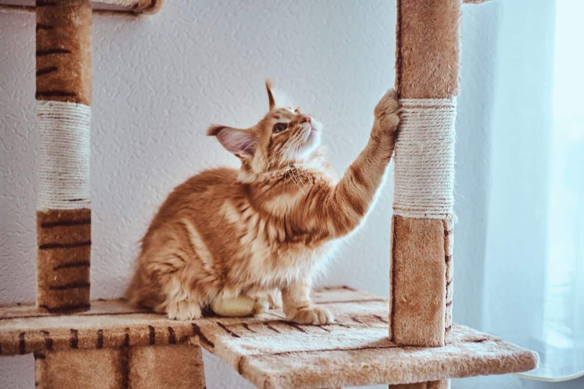 A ginger maine coon scratching a cat tree bed.
