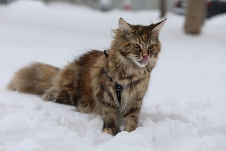 why-are-maine-coons-so-big-11-surprising-facts-mainecoon