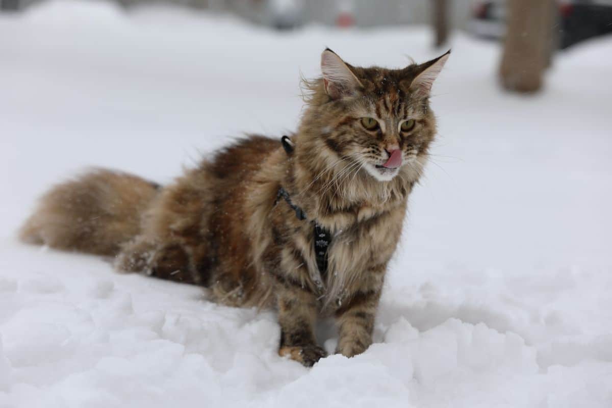 A big fluffy maine coon cat sitting in snow.