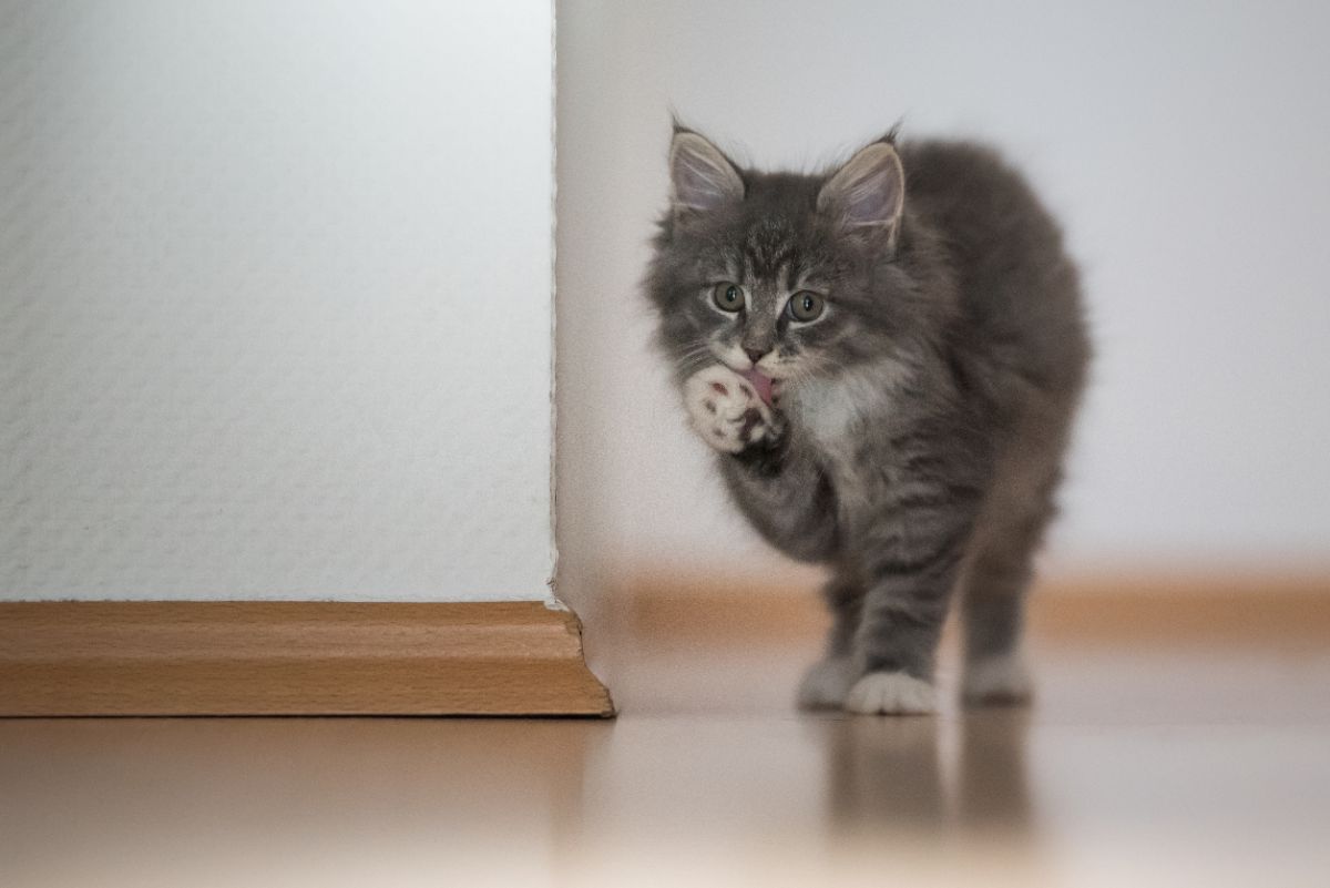 A gray maine coon kitten licking an own pawn.