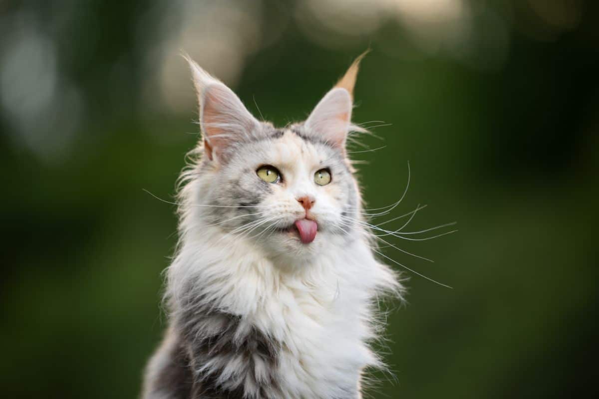 A cute fluffy maine coon cat with a tongue out.