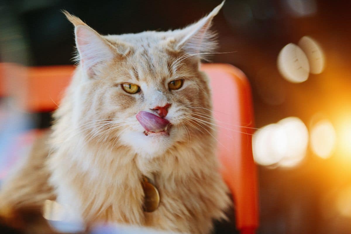 A ginger maine coon with tongue out.